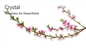  Presentation with pink and white roses country - Beautiful PPT theme featuring branch with pink blossoms isolated backdrop and a  colored foreground