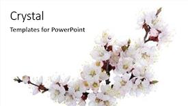  Presentation with pink and white - Beautiful PPT layouts featuring branch with pink blossoms isolated backdrop and a white colored foreground