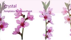  Presentation with pink white - Slide deck having branch with pink blossoms isolated background and a pink colored foreground