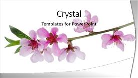  Presentation with pink white - PPT theme with branch with pink blossoms isolated background and a white colored foreground