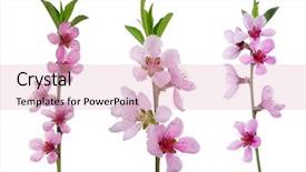  Presentation with pink and white balloons - Beautiful PPT theme featuring branch with pink blossoms isolated backdrop and a lemonade colored foreground