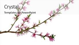  Presentation with pink and white - PPT theme having branch with pink blossoms isolated background and a white colored foreground