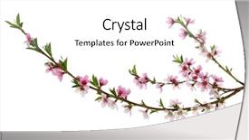  Presentation with pink and white balloons - Audience pleasing slides consisting of branch with pink blossoms isolated backdrop and a white colored foreground