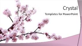  Presentation with pink white - Colorful presentation theme enhanced with branch with pink blossoms isolated backdrop and a white colored foreground