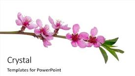  Presentation with pink white - Slide set enhanced with branch with pink blossoms isolated background and a white colored foreground