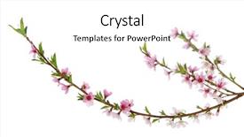  Presentation with pink and white - Presentation design featuring branch with pink blossoms isolated background and a white colored foreground
