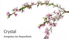  Presentation with pink white - Slide set enhanced with branch with pink blossoms isolated background and a  colored foreground