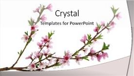  Presentation with pink white - Cool new slide set with branch with pink blossoms isolated backdrop and a white colored foreground