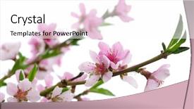  Presentation with pink and white balloons - Colorful slide deck enhanced with branch with pink blossoms isolated backdrop and a white colored foreground