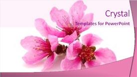  Presentation with hot pink white - Beautiful theme featuring branch with pink blossoms isolated backdrop and a pink colored foreground