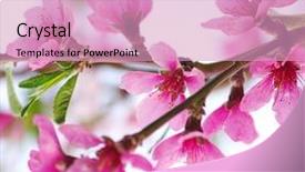  Presentation with pink white - PPT layouts featuring branch with pink blossoms isolated background and a lemonade colored foreground