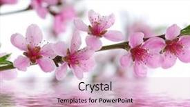  Presentation with pink and white - Audience pleasing slides consisting of branch with pink blossoms isolated backdrop and a lemonade colored foreground