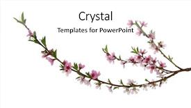  Presentation with pink and white roses country - Slides enhanced with branch with pink blossoms isolated background and a white colored foreground