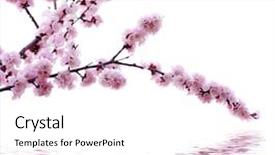  Presentation with pink white - Theme with branch with pink blossoms isolated background and a white colored foreground