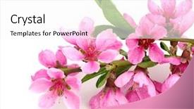  Presentation with pink white - Cool new presentation theme with branch with pink blossoms isolated backdrop and a white colored foreground