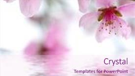  Presentation with pink white - PPT theme with branch with pink blossoms isolated background and a pink colored foreground