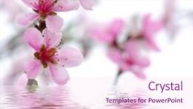  Presentation with pink and white roses country - Slide deck with branch with pink blossoms isolated background and a pink colored foreground