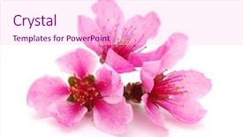  Presentation with pink white - PPT layouts with branch with pink blossoms isolated on white background background and a pink colored foreground