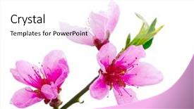  Presentation with pink white - Presentation theme having branch with pink blossoms isolated background and a white colored foreground