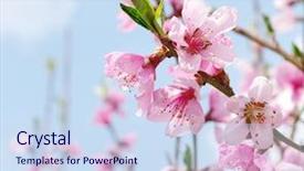  Presentation with branch - Amazing slides having branch with pink blossoms backdrop and a sky blue colored foreground