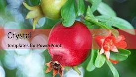  Presentation with pomegranate - Cool new presentation theme with branch with ripe pomegranate backdrop and a red colored foreground