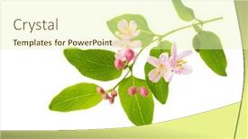  Presentation with light pink - Cool new PPT theme with branch-with-small-light-pink backdrop and a soft green colored foreground