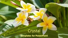  Presentation with plumeria - PPT theme enhanced with branch-with-white-and-yellow background and a tawny brown colored foreground