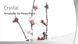  Presentation with apricot - PPT theme featuring branch-with-white-flowers background and a white colored foreground
