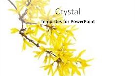  Presentation with white flowers - Colorful PPT layouts enhanced with branch-with-yellow-flowers backdrop and a white colored foreground