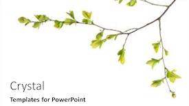 Presentation with green leaves - Colorful PPT layouts enhanced with branch-with-young-green-spring backdrop and a white colored foreground