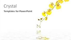  Presentation with reflection - PPT layouts consisting of branch-yellow-oncidium-orchid background and a white colored foreground