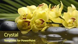  Presentation with zen stone - Slide set featuring fallow deer hind in misty forest beautiful tunnel in the woods dama background and a coral colored foreground