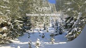  Presentation with pine trees - PPT theme having branched-of-pine-trees-covered background and a gray colored foreground