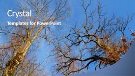  Presentation with deep blue - Slides consisting of branches against a blue sky background and a teal colored foreground