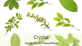  Presentation with portfolio - Colorful slides enhanced with branches full size in portfolio backdrop and a soft green colored foreground