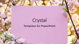  Presentation with frame pink - Theme with white rose presentation - paper blank between flowering almond background and a  colored foreground