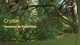  Presentation with pine - Presentation theme featuring branches-of-a-beautiful background and a tawny brown colored foreground