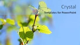  Presentation with spring tree - Presentation theme having branches of a birch tree with fresh new leaves in the spring background and a light blue colored foreground