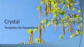  Presentation with spring tree - PPT layouts featuring branches of a blooming birch tree with fresh new leaves in the spring background and a light blue colored foreground