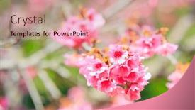  Presentation with pink flowers - Slides having branches-of-a-blossoming-cherry background and a  colored foreground