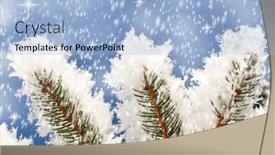  Presentation with spruce - Cool new presentation with branches of a winter spruce tree backdrop and a light blue colored foreground