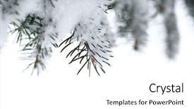  Presentation with winter border - Colorful PPT theme enhanced with branches of a winter spruce tree covered with fluffy snow isolated on white background border for christmas backdrop and a white colored foreground