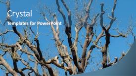  Presentation with blue sky - Colorful PPT theme enhanced with branches-of-an-ancient-tree backdrop and a teal colored foreground