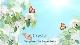  Presentation with banner blue - Slide deck having branches-of-apple-tree background and a cool aqua colored foreground