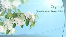  Presentation with blurred flowers - Colorful slide deck enhanced with branches-of-apple-tree backdrop and a cool aqua colored foreground