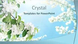  Presentation with blurred flowers - Beautiful PPT theme featuring branches-of-apple-tree backdrop and a sky blue colored foreground