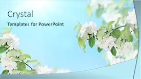  Presentation with blurred flowers - PPT theme enhanced with branches-of-apple-tree background and a cool aqua colored foreground