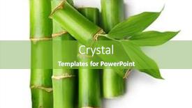  Presentation with bamboo - Slide set enhanced with branches-of-bamboo-isolated background and a shamrock green colored foreground