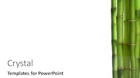  Presentation with bamboo - PPT layouts having branches-of-bamboo-isolated background and a white colored foreground