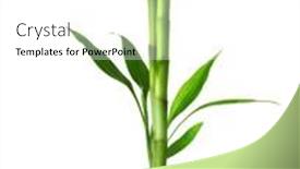  Presentation with bamboo - Slides enhanced with branches-of-bamboo-with-green background and a white colored foreground
